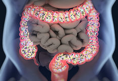 is_170901_probiotics-_colon_800x600
