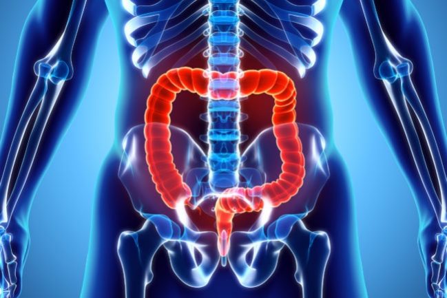 3D illustration of Large Intestine.